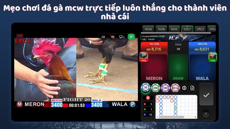 Mẹo chơi đá gà mcw trực tiếp luôn thắng cho thành viên nhà cái